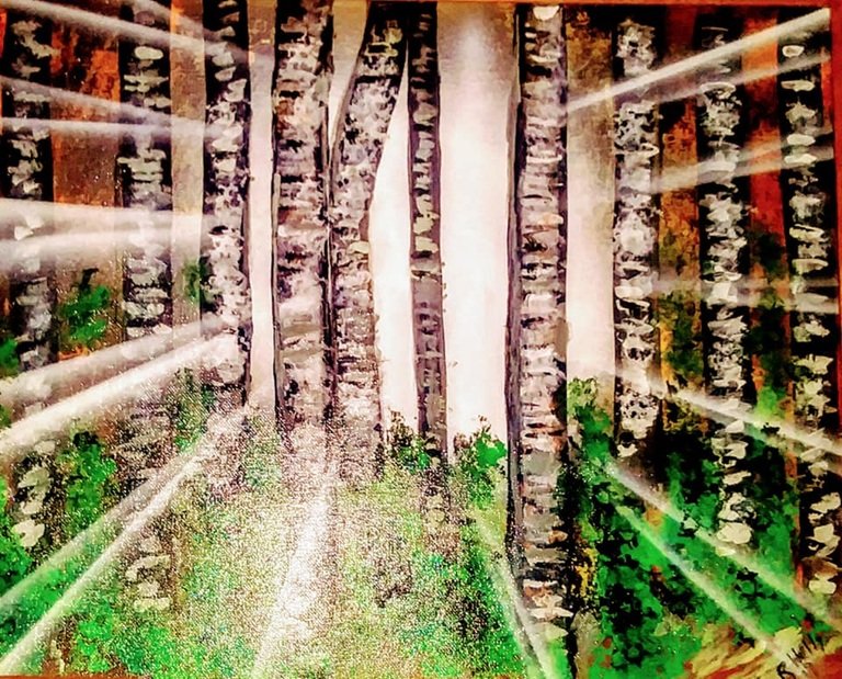 Birch Forest with Light Rays