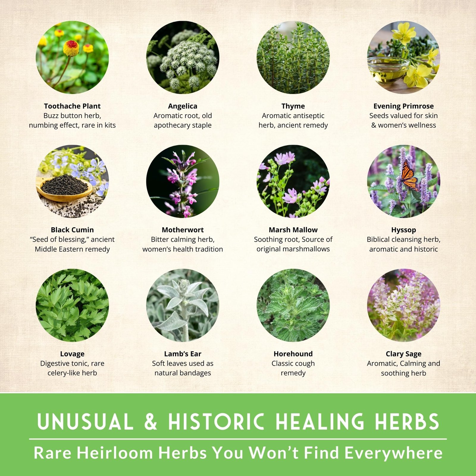 Medicinal Herbs