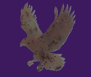 Soaring Eagle